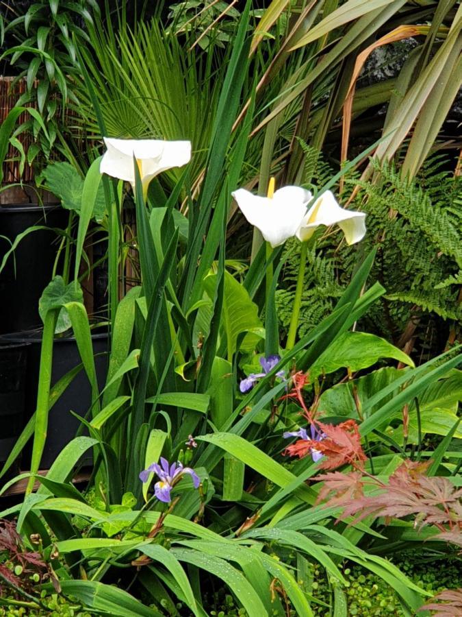 Tropical Garden Oasis Rooms 伯明翰 外观 照片